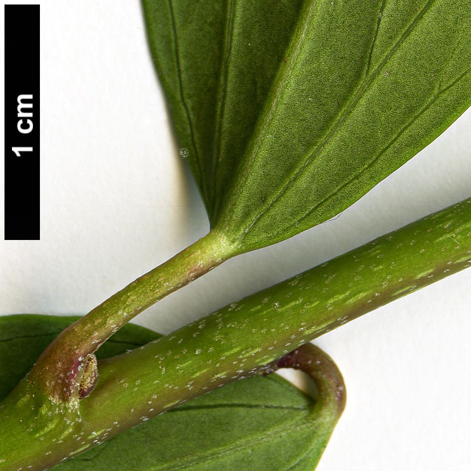 High resolution image: Family: Araliaceae - Genus: Hedera - Taxon: nepalensis - SpeciesSub: var. nepalensis